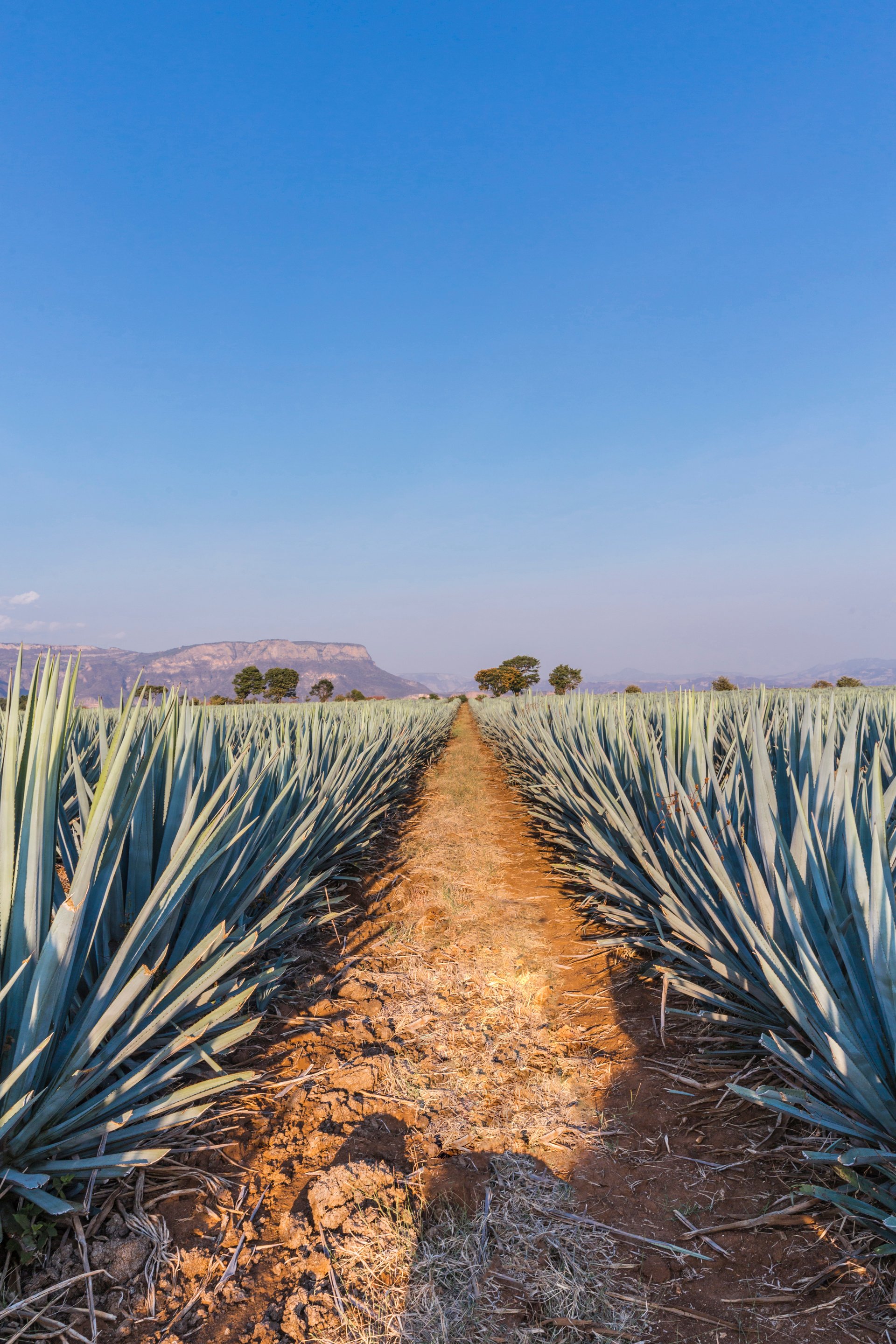 Agave tequila landscape.